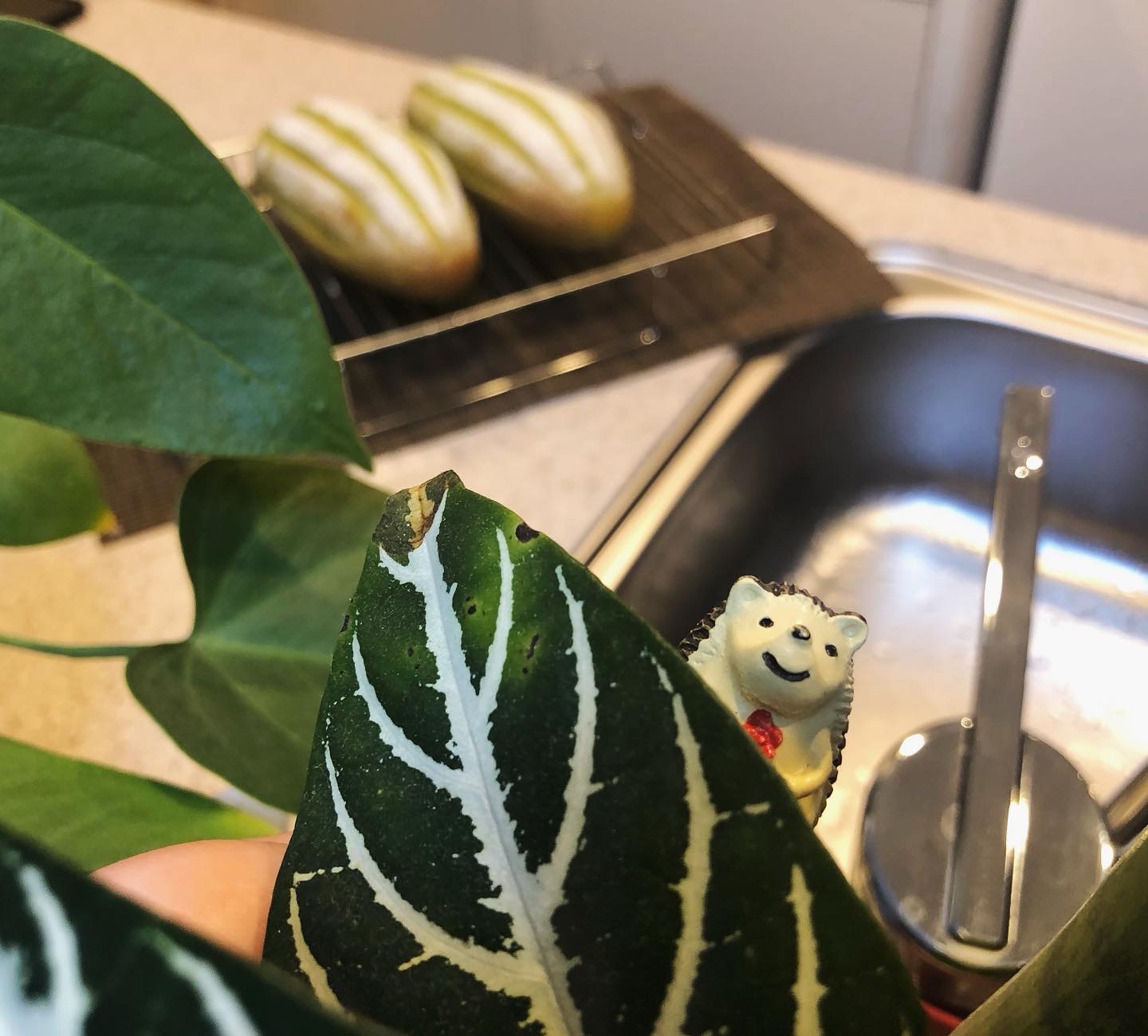 タエ